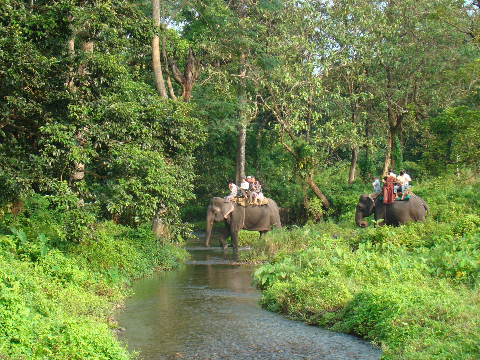 Jaldapara Wild Life Sanctuary